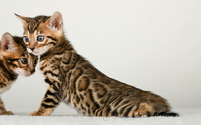 Bengal kitten for sale